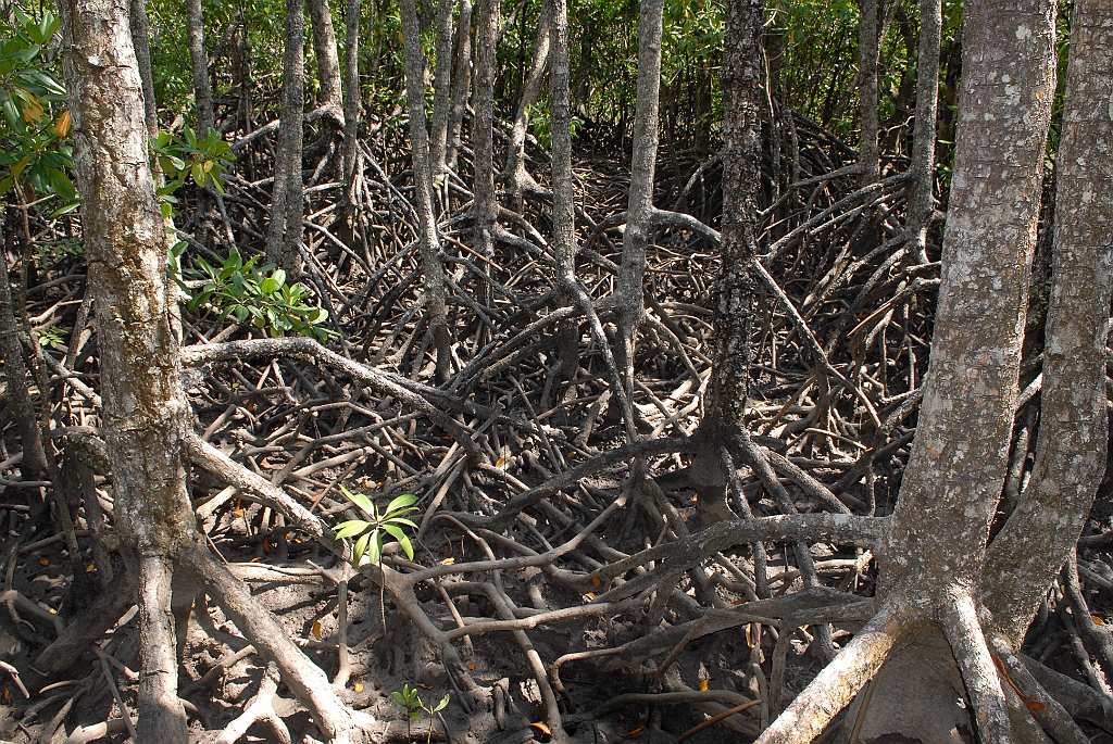 1008 Jack Barnes Bicentennial Mangrove Boardwalk .jpg